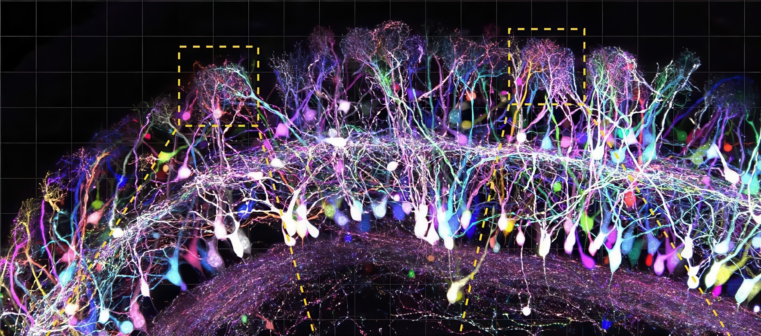 Neuron network background